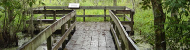 Elevated Walkway at Barataria Preserve